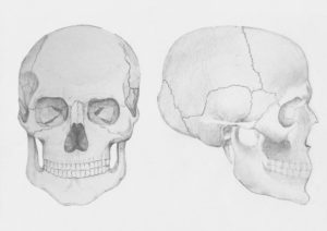 Рисунок черепа в анфас и профиль