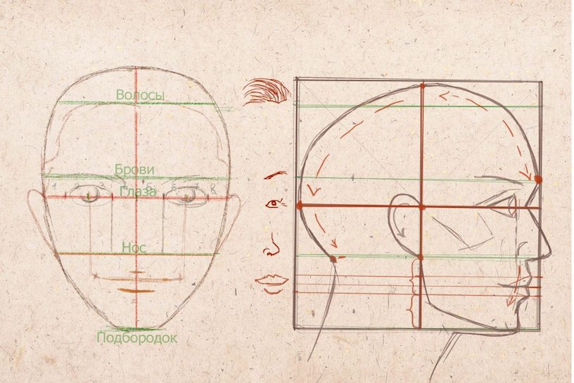 Строение лица человека рисунок